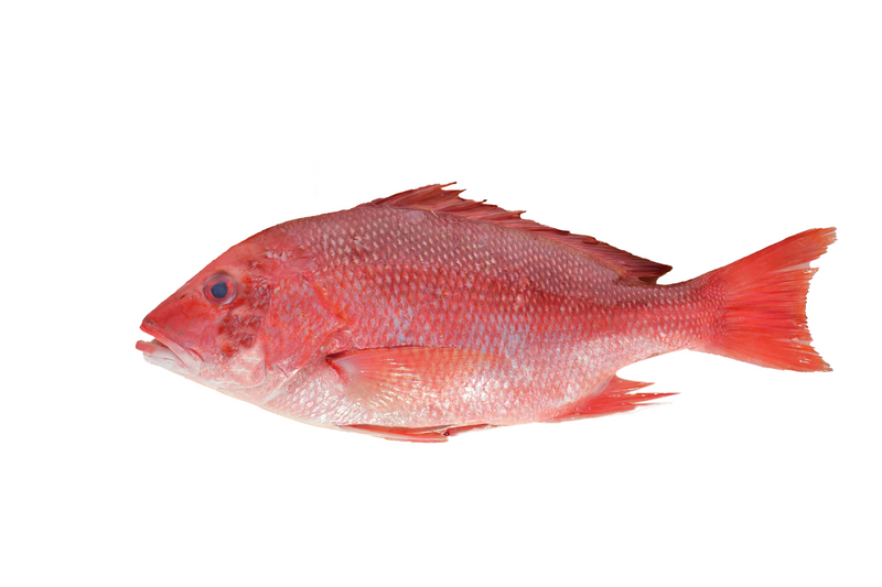 Fresh Red Snapper Fish Large 1Kg